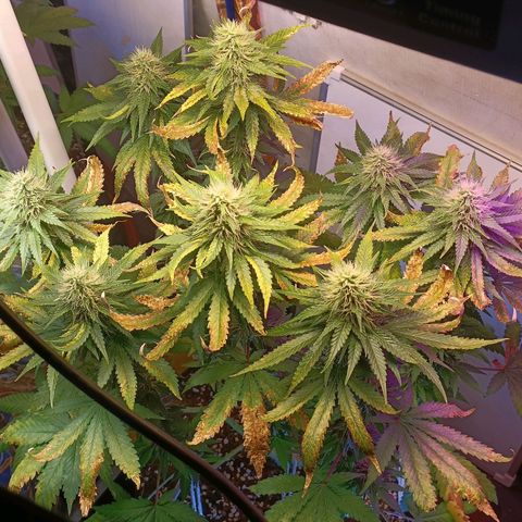 King - Amnesia Lemon growlog timeline photo