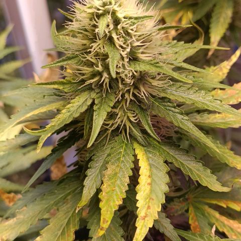 King - Amnesia Lemon growlog timeline photo