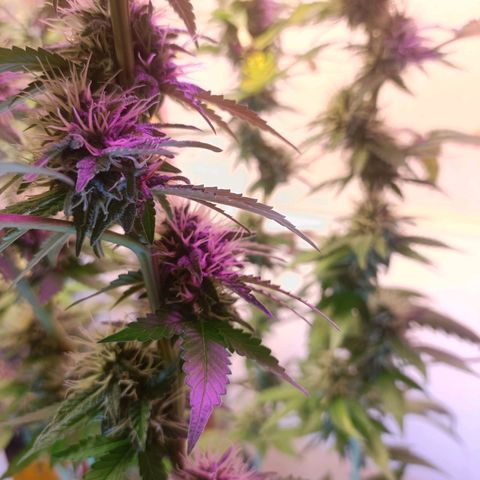 King - Amnesia Lemon growlog timeline photo