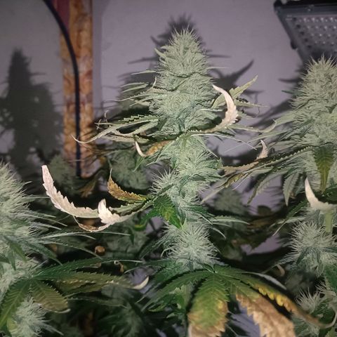 King - Amnesia Lemon growlog timeline photo