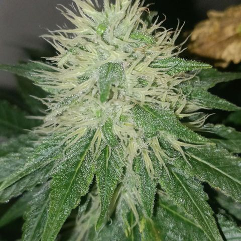 King - Amnesia Lemon growlog timeline photo