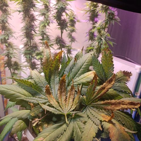 King - Amnesia Lemon growlog timeline photo