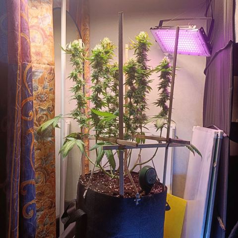 King - Amnesia Lemon growlog timeline photo