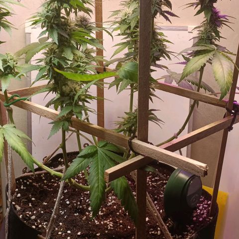 King - Amnesia Lemon growlog timeline photo
