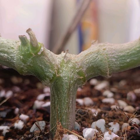 King - Amnesia Lemon growlog timeline photo