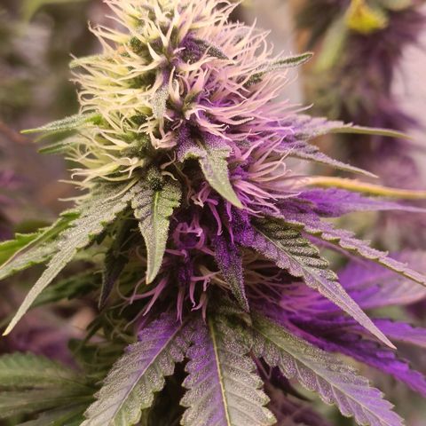 King - Amnesia Lemon growlog timeline photo