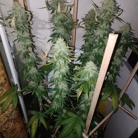 King - Amnesia Lemon growlog timeline photo