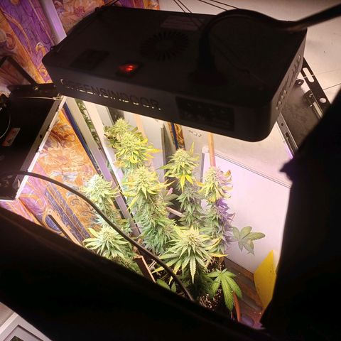 King - Amnesia Lemon growlog timeline photo