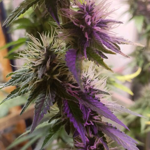 King - Amnesia Lemon growlog timeline photo