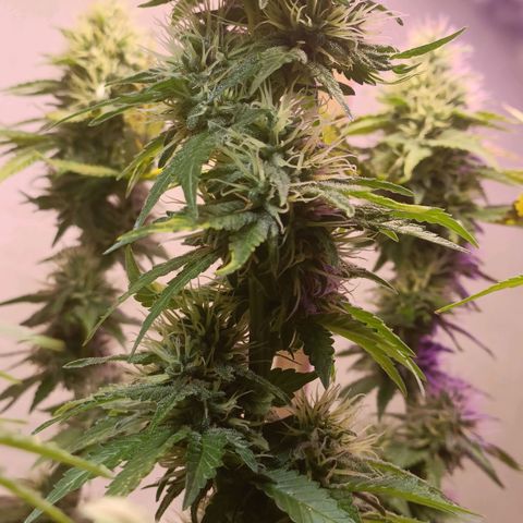 King - Amnesia Lemon growlog timeline photo