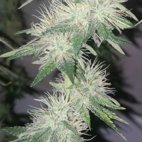 King - Amnesia Lemon growlog timeline photo