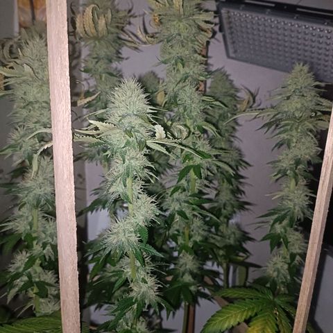 King - Amnesia Lemon growlog timeline photo