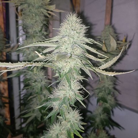 King - Amnesia Lemon growlog timeline photo