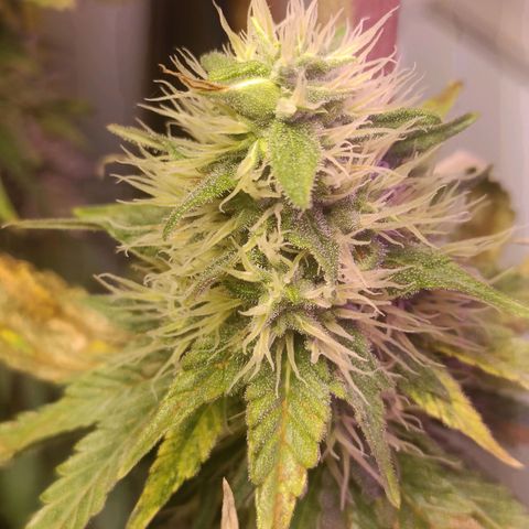 King - Amnesia Lemon growlog timeline photo
