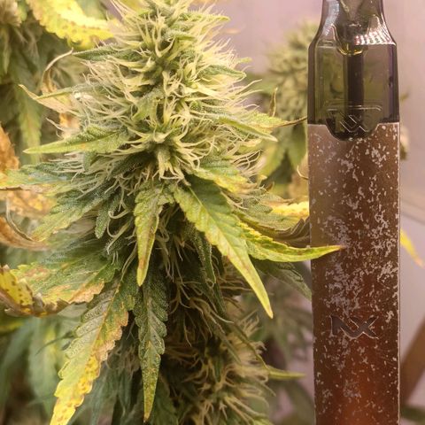 King - Amnesia Lemon growlog timeline photo