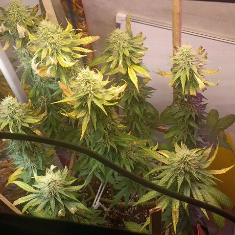 King - Amnesia Lemon growlog timeline photo