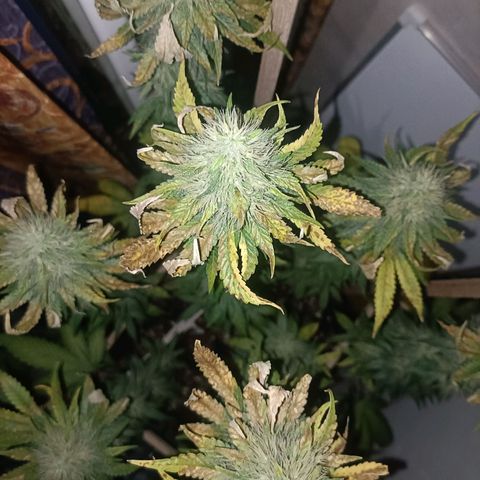 King - Amnesia Lemon growlog timeline photo