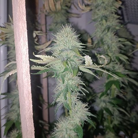 King - Amnesia Lemon growlog timeline photo