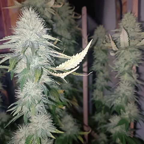 King - Amnesia Lemon growlog timeline photo