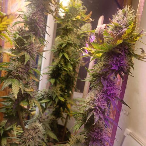 King - Amnesia Lemon growlog timeline photo