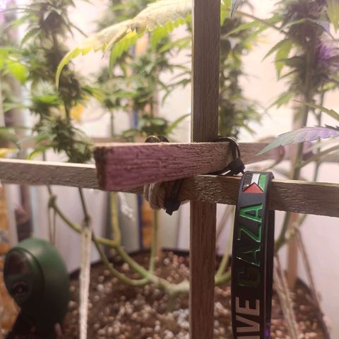 King - Amnesia Lemon growlog timeline photo