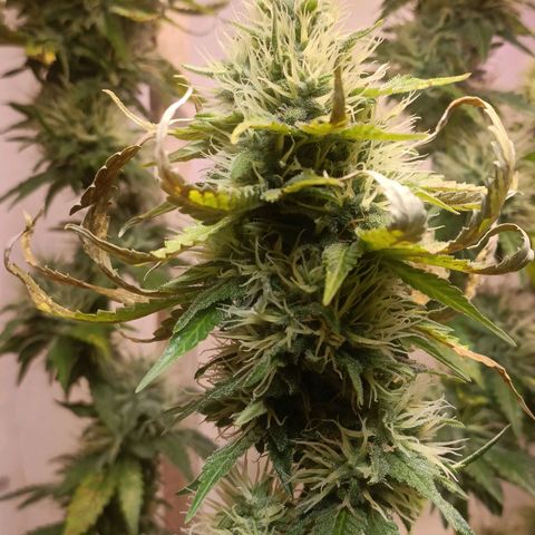 King - Amnesia Lemon growlog timeline photo