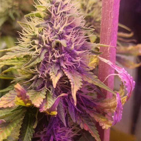 King - Amnesia Lemon growlog timeline photo