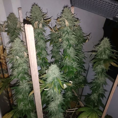 King - Amnesia Lemon growlog timeline photo
