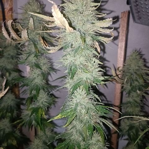 King - Amnesia Lemon growlog timeline photo