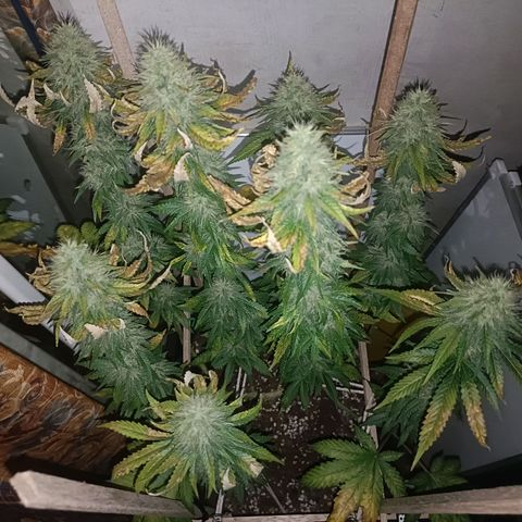 King - Amnesia Lemon growlog timeline photo