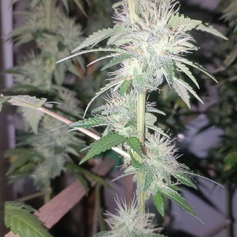 King - Amnesia Lemon growlog timeline photo