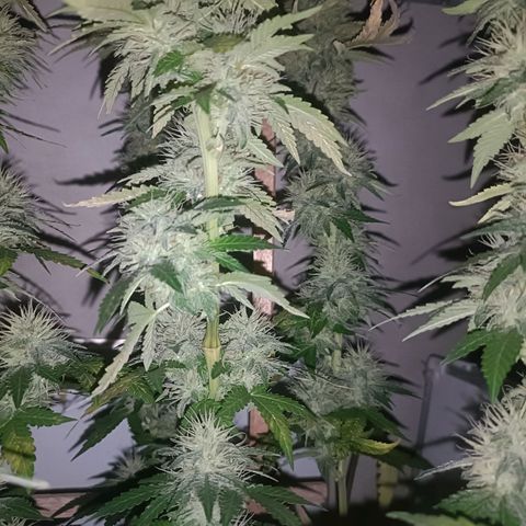 King - Amnesia Lemon growlog timeline photo