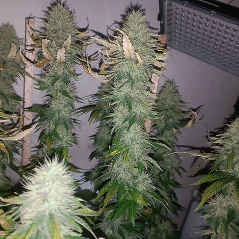 King - Amnesia Lemon growlog timeline photo