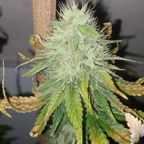 King - Amnesia Lemon growlog timeline photo