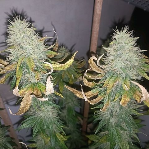 King - Amnesia Lemon growlog timeline photo