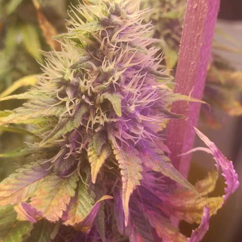 King - Amnesia Lemon growlog timeline photo