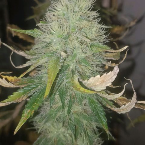 King - Amnesia Lemon growlog timeline photo