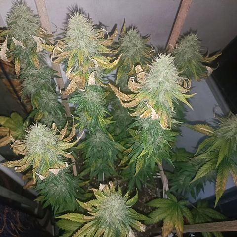 King - Amnesia Lemon growlog timeline photo