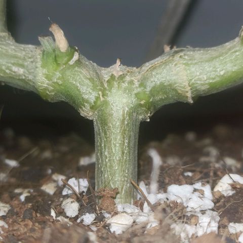 King - Amnesia Lemon growlog timeline photo