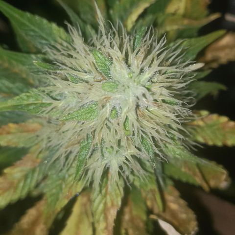 King - Amnesia Lemon growlog timeline photo