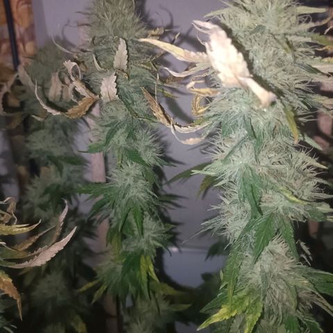 King - Amnesia Lemon growlog timeline photo