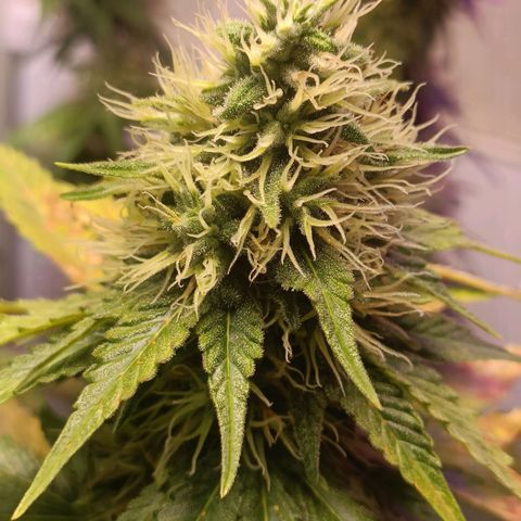 King - Amnesia Lemon growlog timeline photo