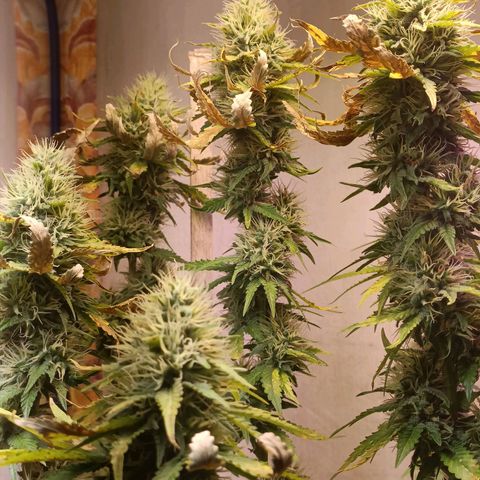 King - Amnesia Lemon growlog timeline photo