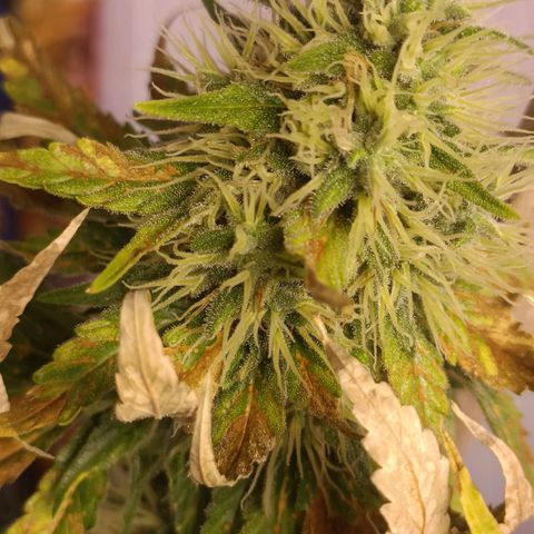 King - Amnesia Lemon growlog timeline photo