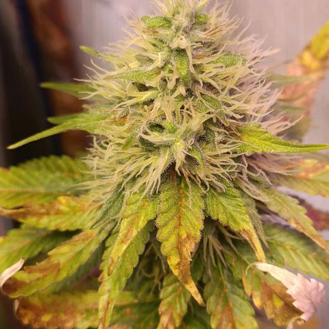 King - Amnesia Lemon growlog timeline photo