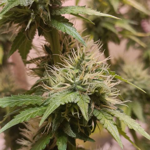 King - Amnesia Lemon growlog timeline photo