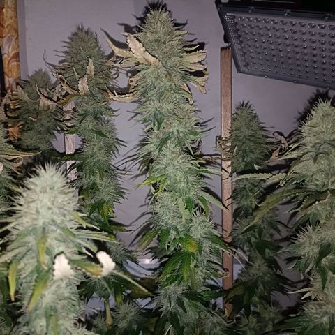 King - Amnesia Lemon growlog timeline photo