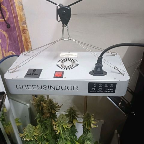 King - Amnesia Lemon growlog timeline photo