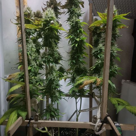 King - Amnesia Lemon growlog timeline photo
