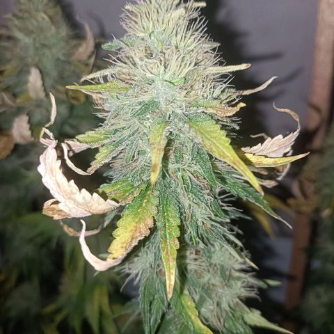 King - Amnesia Lemon growlog timeline photo